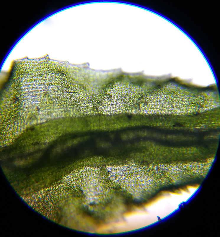 Atrichum angustatum